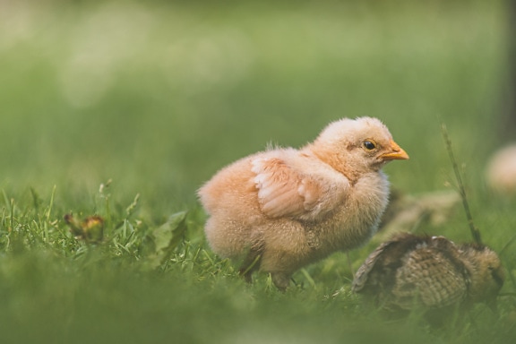 Yellowish brown domestic chick on grass with blurry background