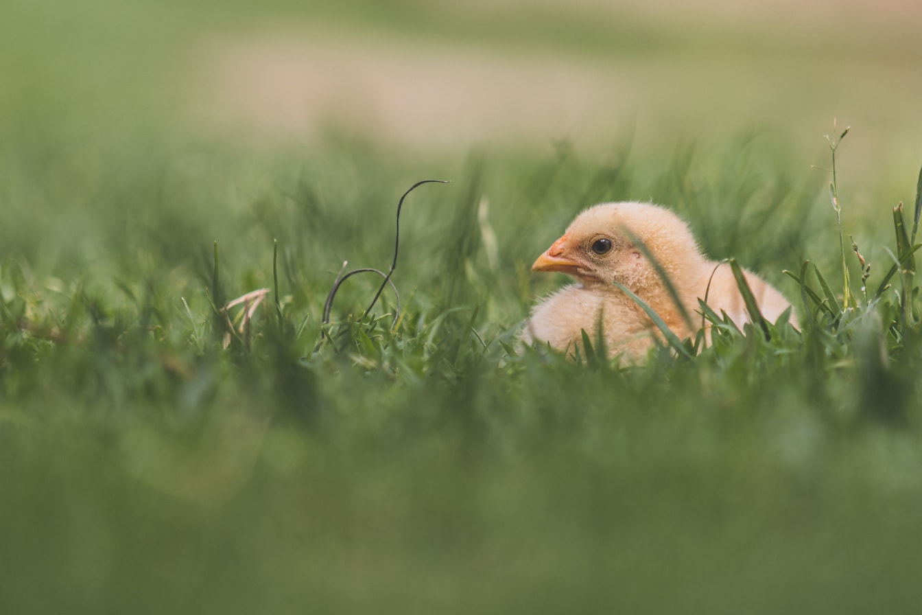 Чарівне домашнє пташеня, що лежить на траві крупним планом