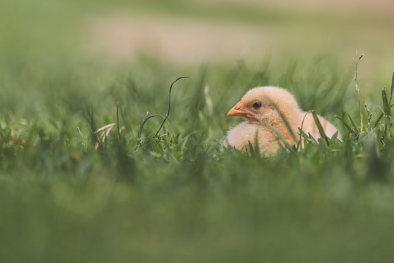 Adorable domestic chick laying on grass close-up