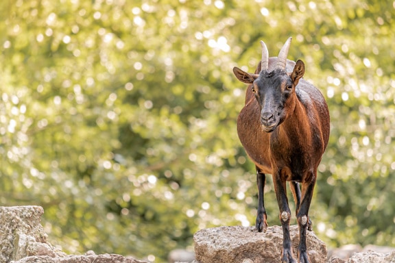 Brown domestic goat with big horns (Capra hircus) standing on rocks