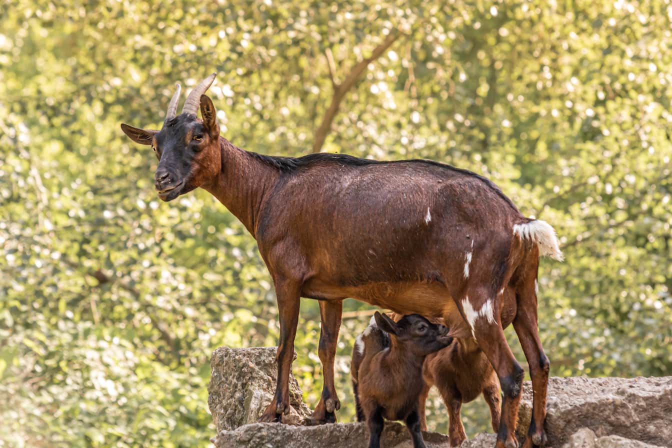 Filhotes de cabra amamentando leite de cabra