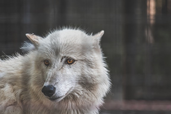 Arktída, vlk, zväčšenie, vedúci, žiarovka, oči, voľne žijúcich živočíchov