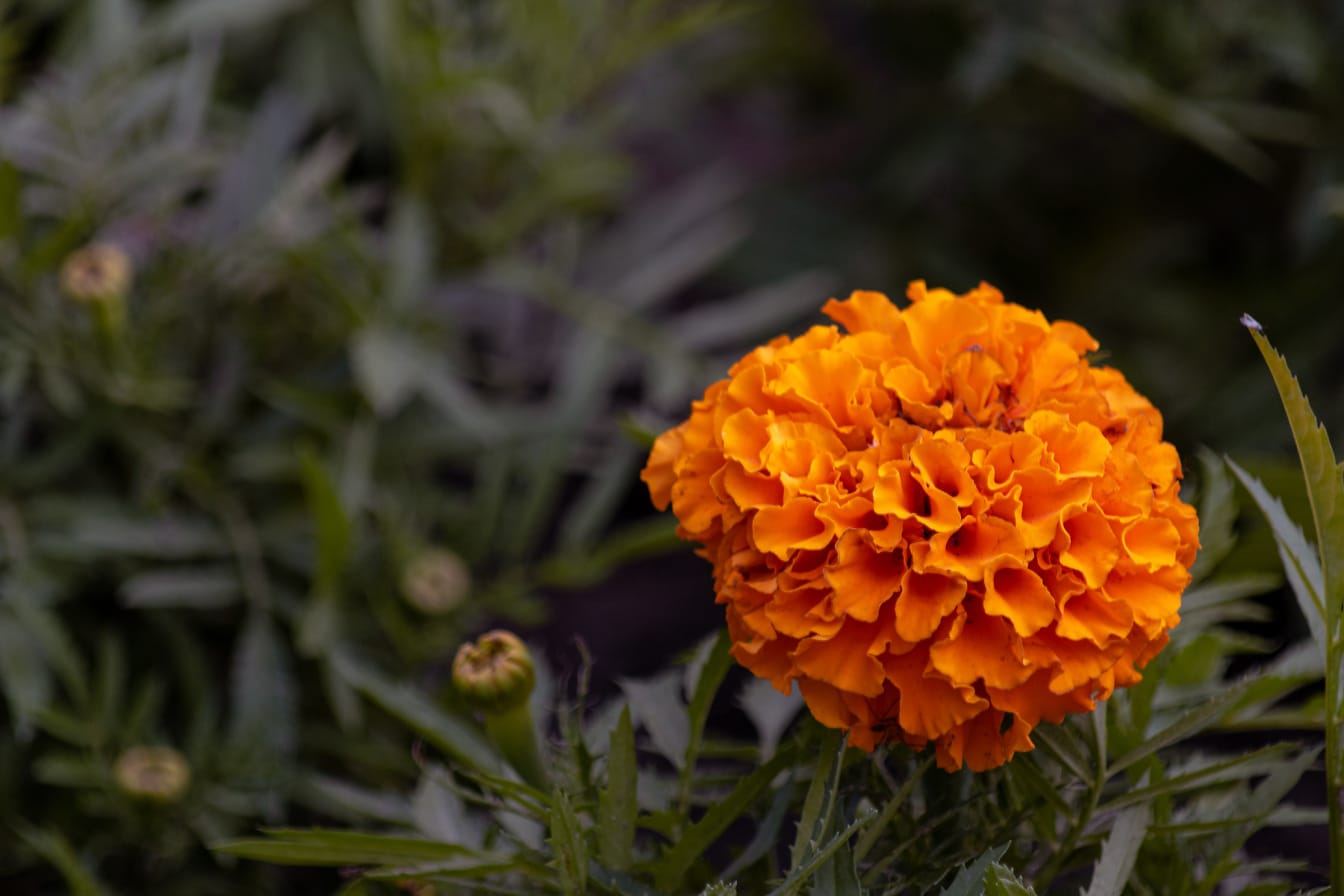 Flor de caléndula africana (Tagetes erecta) con pétalos amarillos anaranjados de cerca
