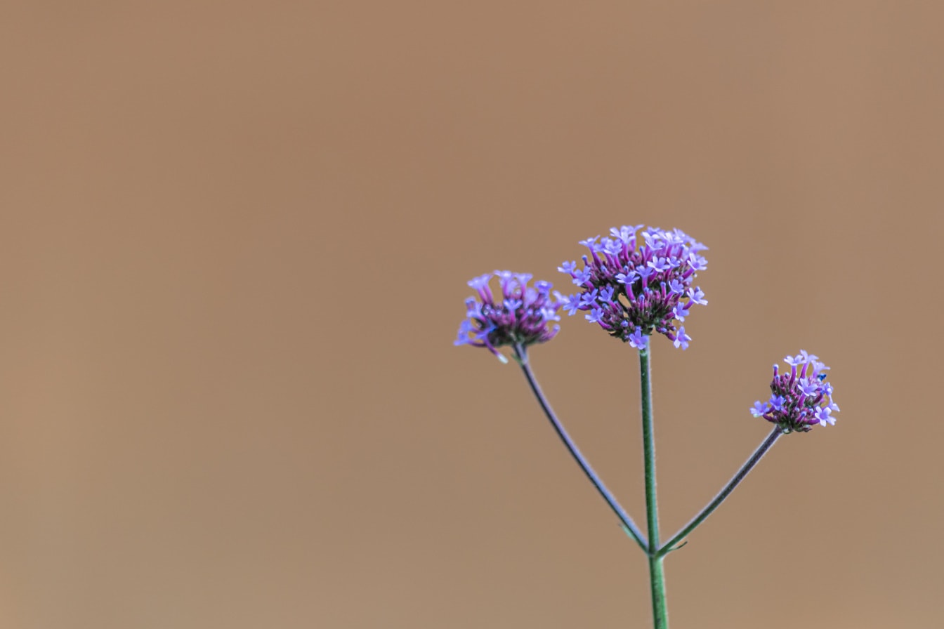 粉红色的野花紫色马鞭草 (Verbena bonariensis) 特写茎和花