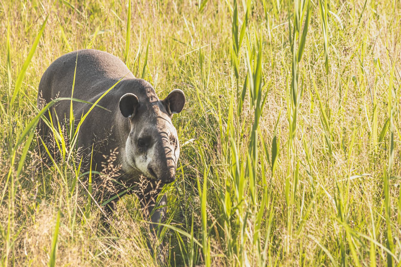 Dél-amerikai vagy brazil tapír (Tapirus terrestris) állat a fű természetes élőhelyén