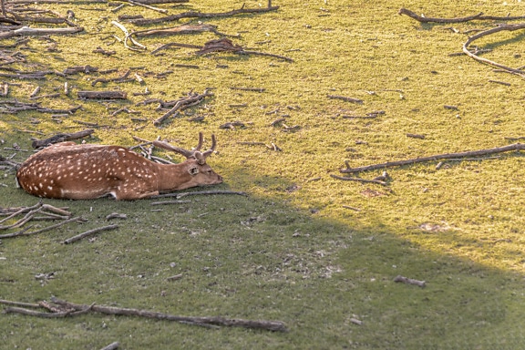 유럽 휴경 사슴 (Dama dama) 뿔이 달린 사슴이 땅에서 자고 있습니다.