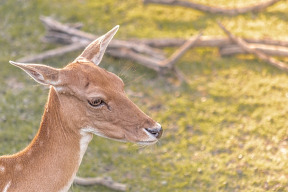 European fallow deer (Dama dama) female close-up of head