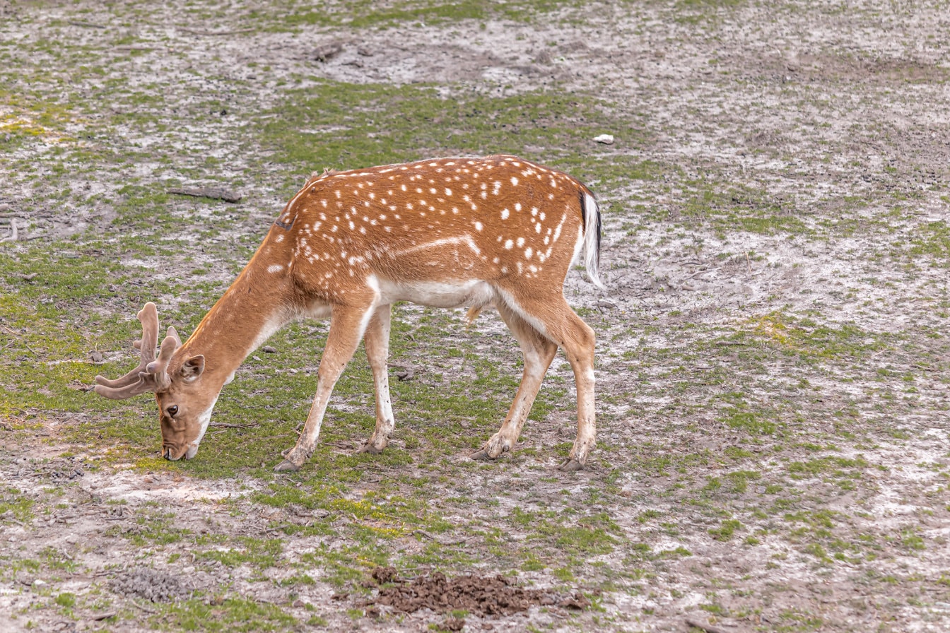 European fallow deer (Dama dama) grazing in natural habitat