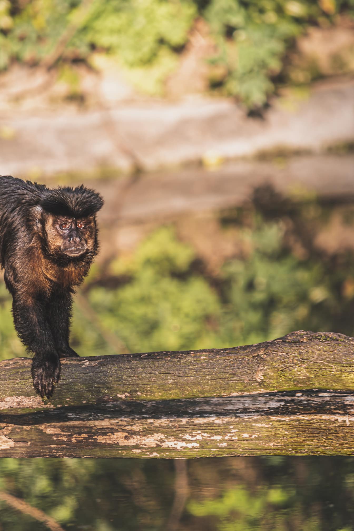 Macaco-prego-prego marrom (sapajus apella) no tronco da árvore