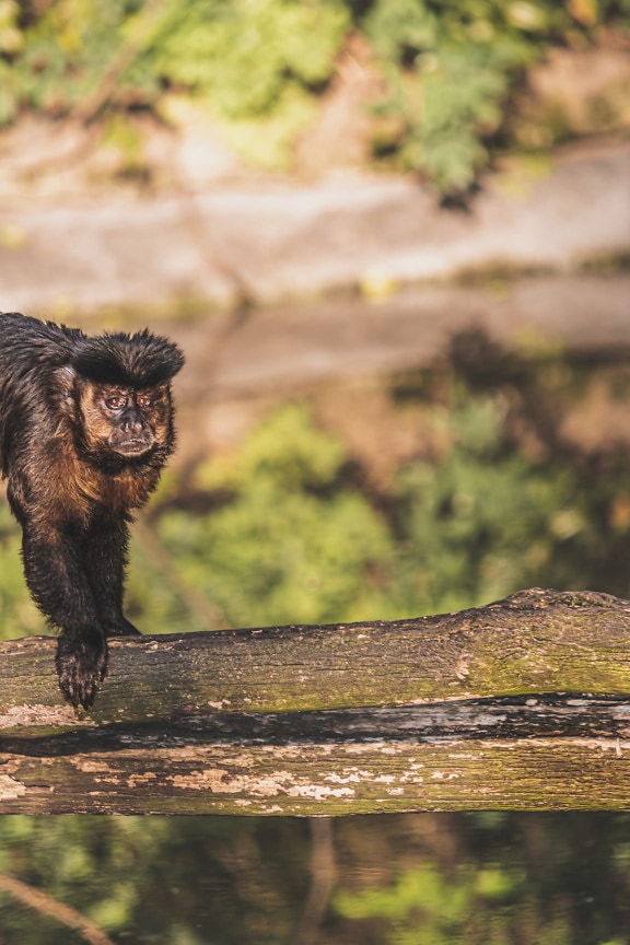 Brown tufted capuchin monkey (sapajus apella) on tree trunk