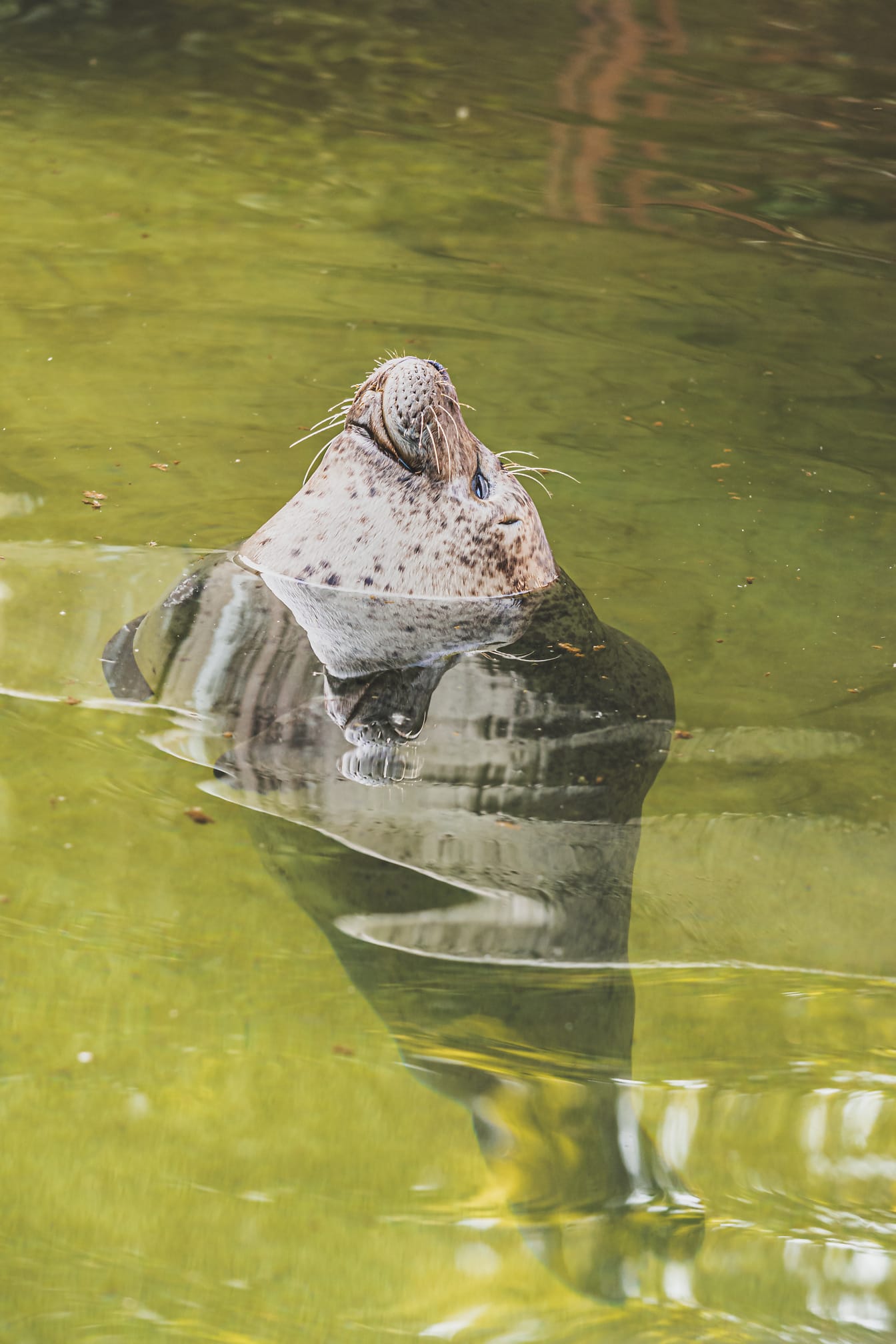 Tuleň prístavný (Phoca vitulina) zviera v zelenožltej vode
