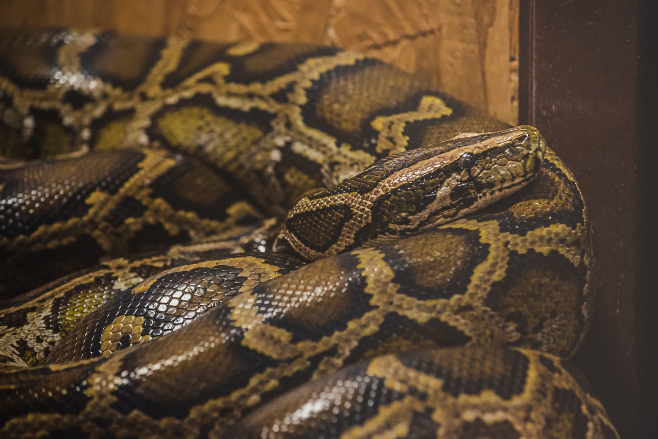 インドのニシキヘビ (Python molurus) テラリウムで大きなヘビのクローズアップ