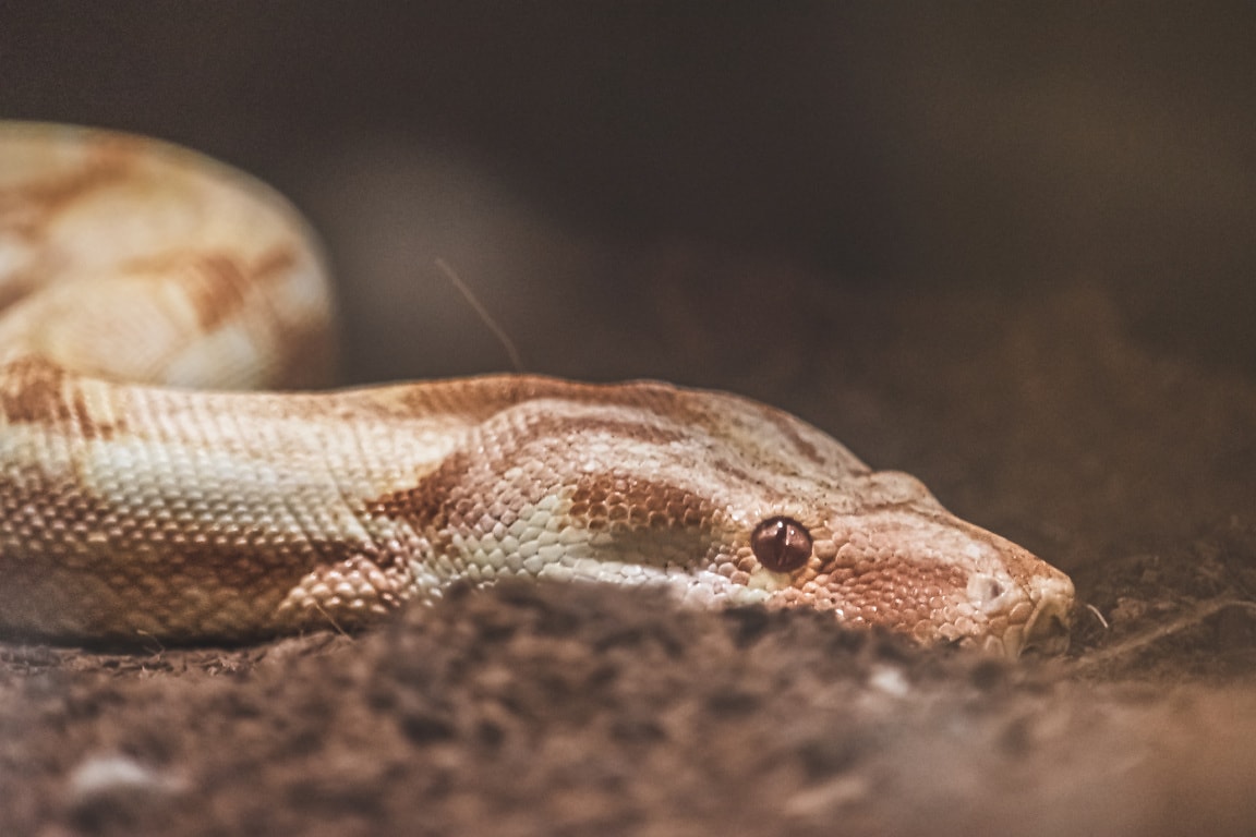 Free Picture: Boa Imperator Sabogae Close-up Head Of Light Brown Snake