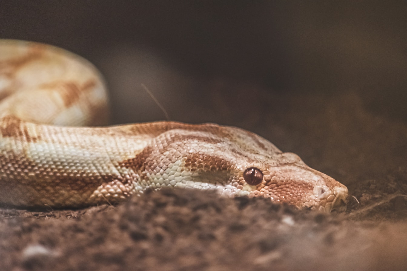 Boa imperator sabogae κοντινό κεφάλι ανοιχτό καφέ φίδι