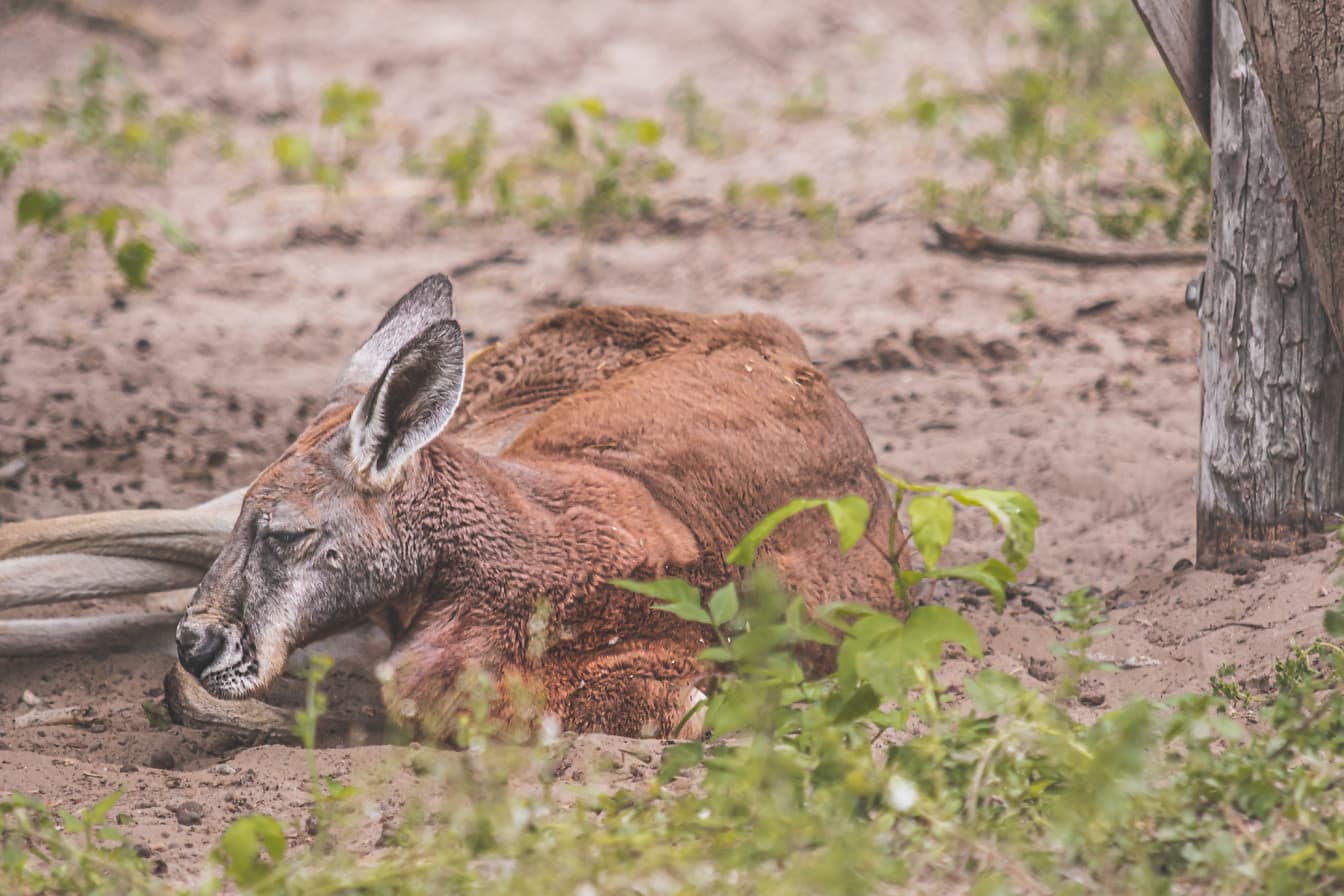 Rode kangoeroe (Osphranter rufus) dier dat op grond legt