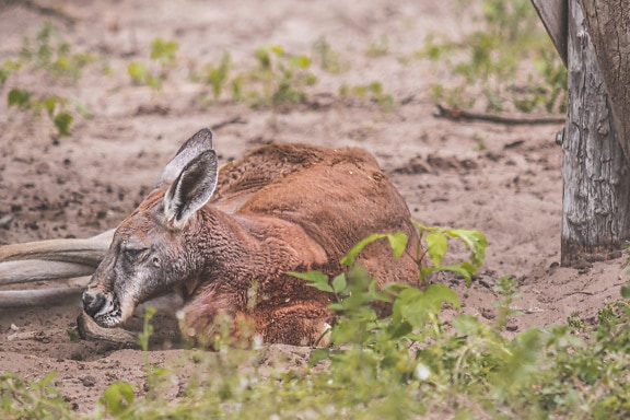 Punainen kenguru (Osphranter rufus) maassa makaava eläin