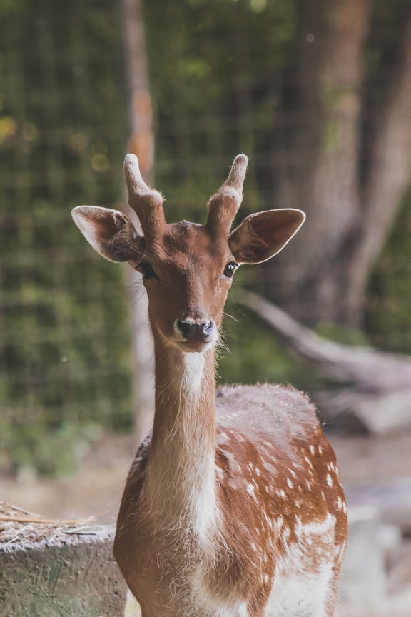 European fallow deer (Dama dama) close-up portrait of animal