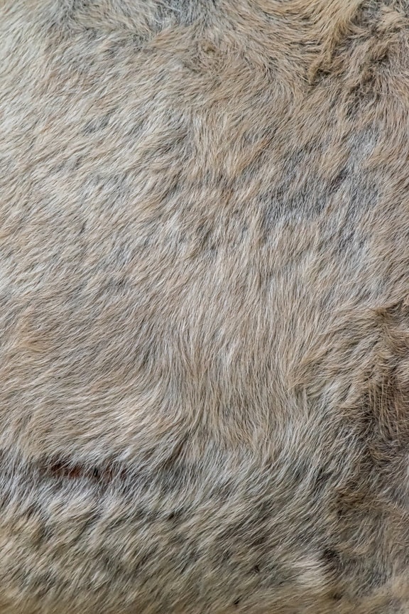 Close-up texture of light brown fur