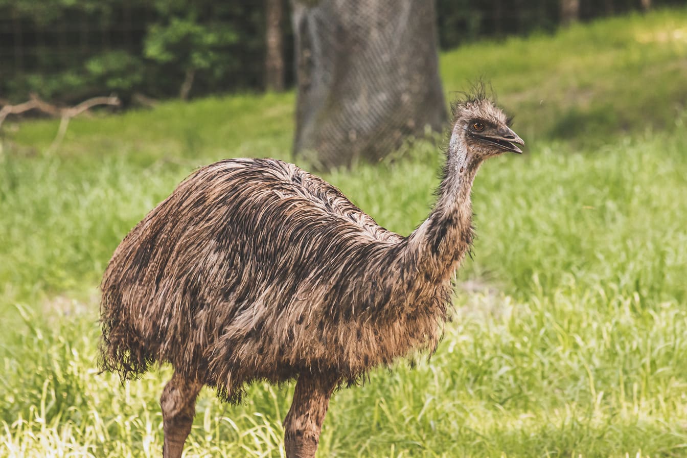 Emu (Dromaius novaehollandiae) prim-plan cu păsări în habitatul natural