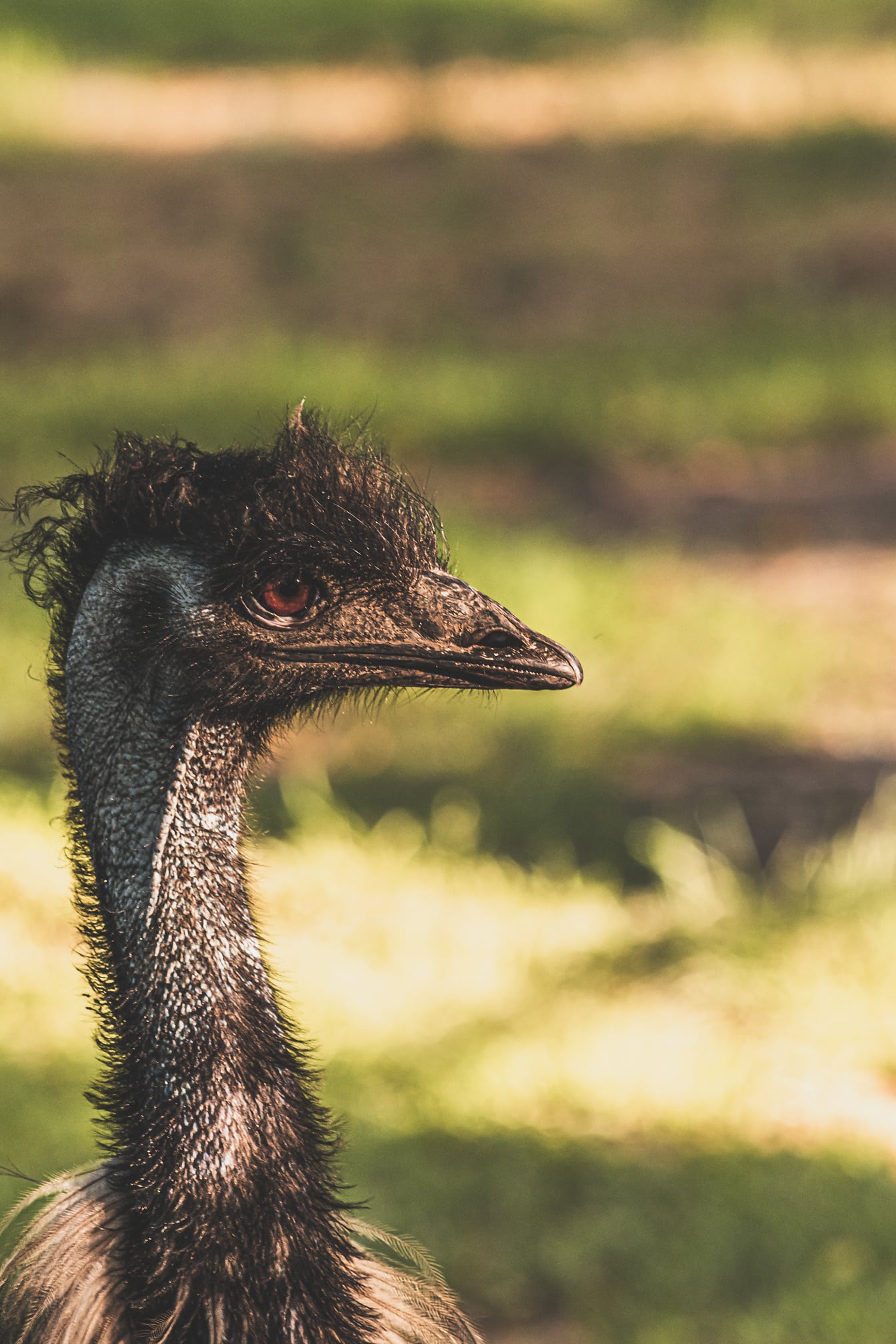 Emu-lintu (Dromaius novaehollandiae) lähikuva pään puolelta