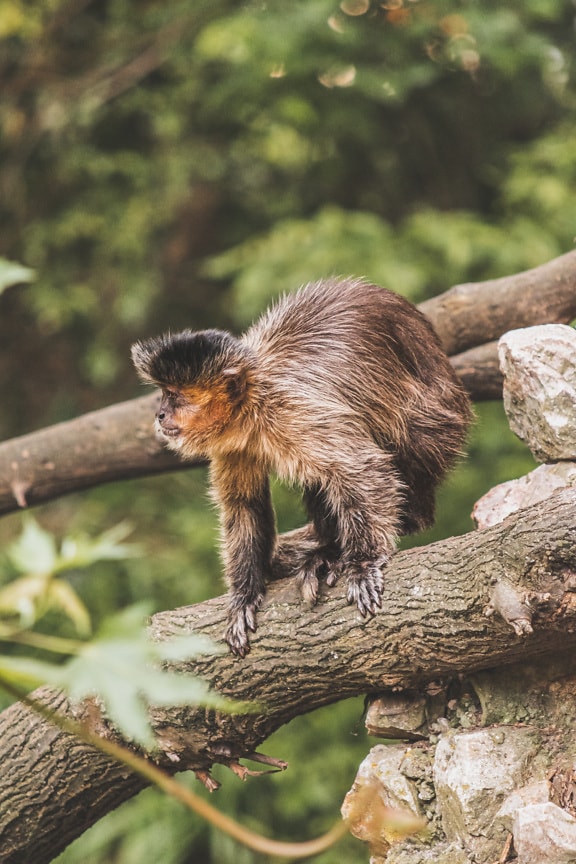Mono capuchino copetudo de color marrón claro (Sapajus apella)