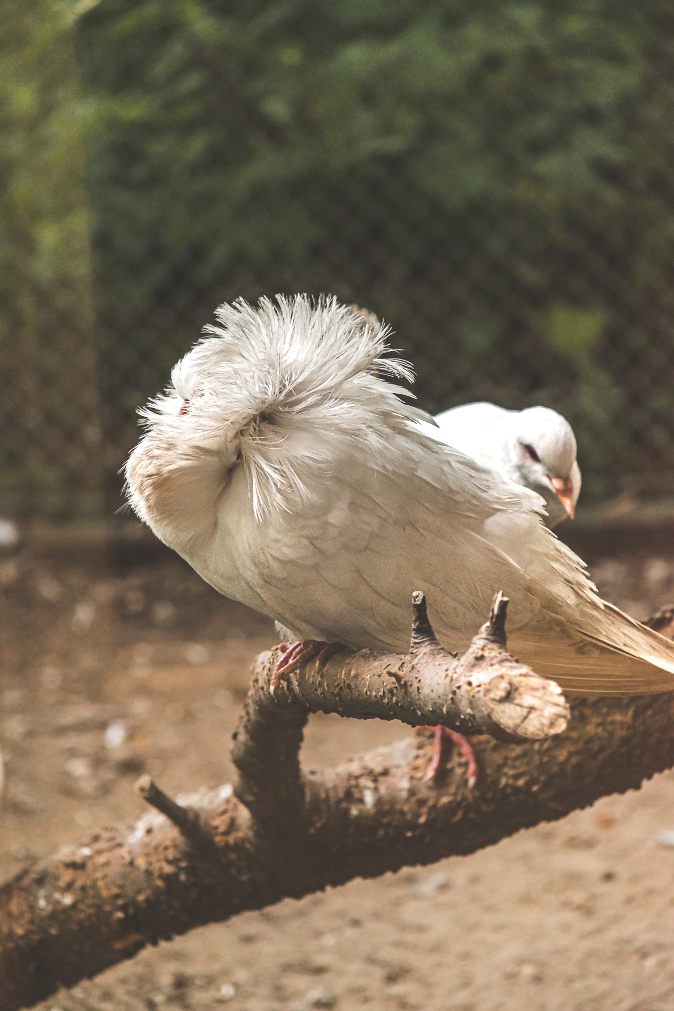 Jacobin white pigeon bird on dry branch