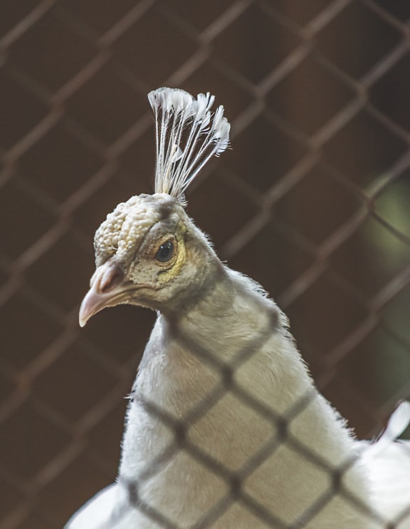 Fehér meztelen páva madár közelről a fejéről