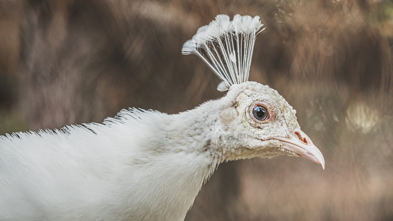 Nærbilde av hode av hvit peafowl fugl sett fra siden