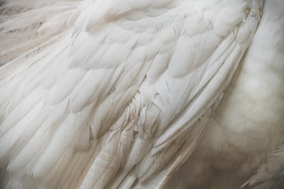 Texture of white feathers on wing of bird