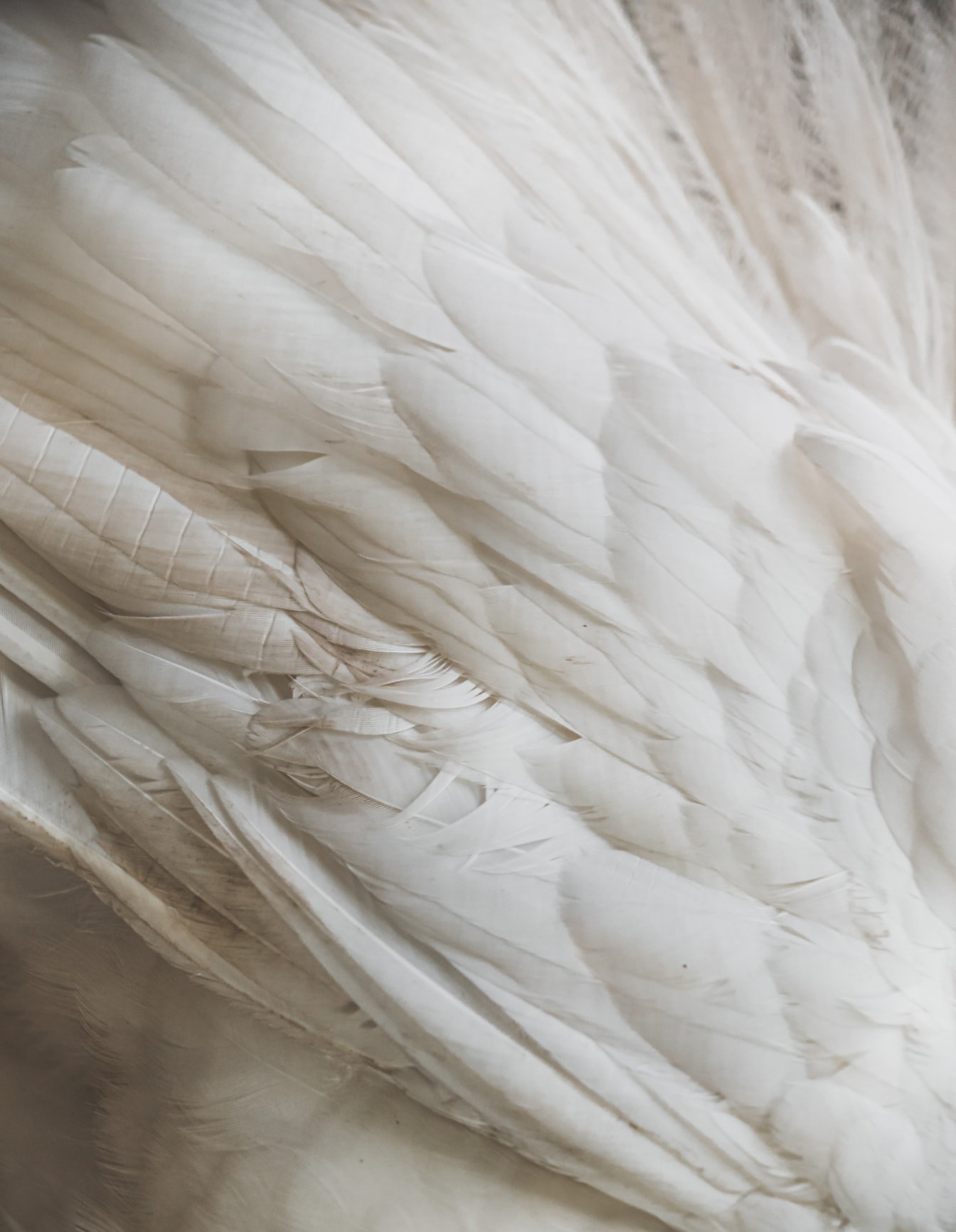 Texture ravvicinata delle piume bianche dell’ala dell’uccello