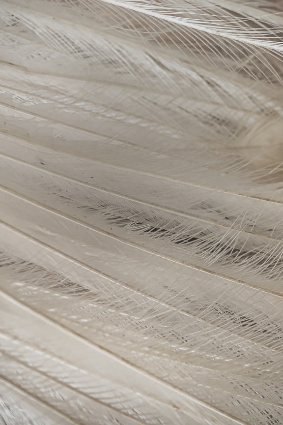 pluma, blanco, de cerca, textura, patrón, superficie, detalle