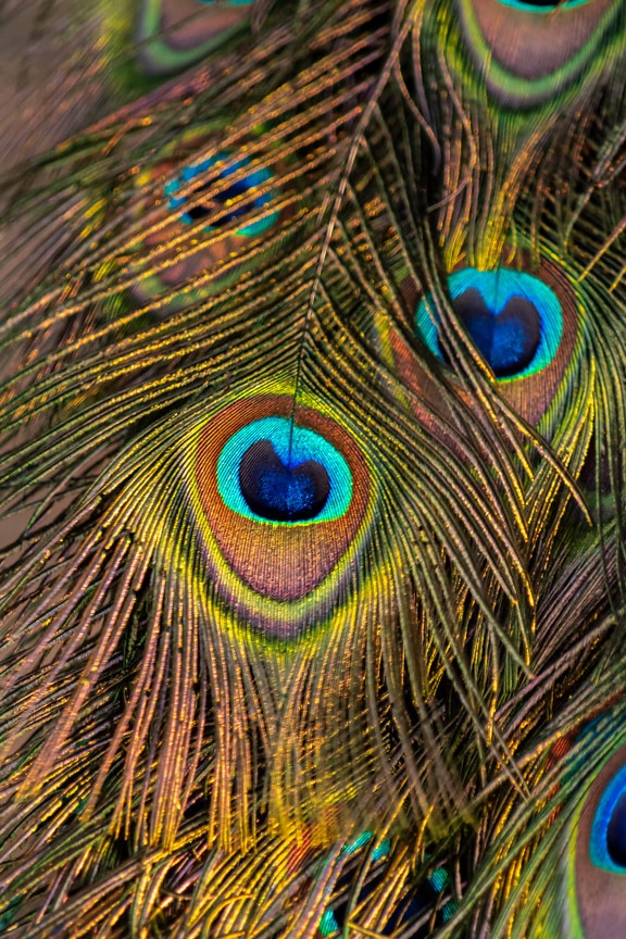 Colorful peafowl virant feather close-up texture