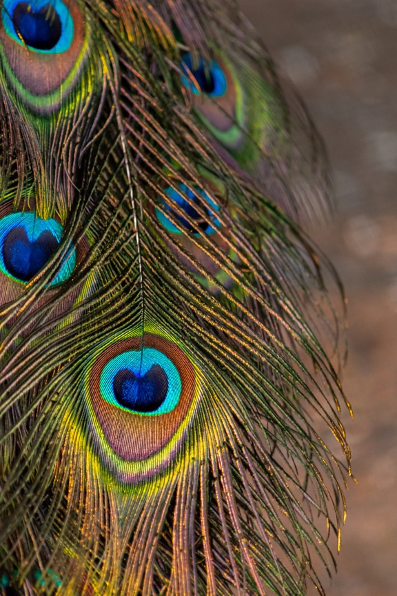 Majestic coloration of peacock feather close-up