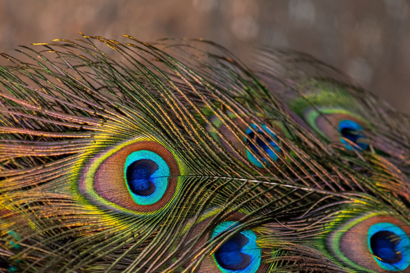 Barevné zářivé peří páva ptáka zblízka