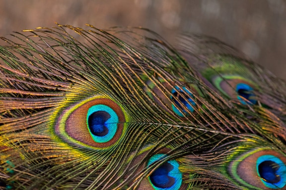 Colorful vibrant feather of peafowl bird close-up