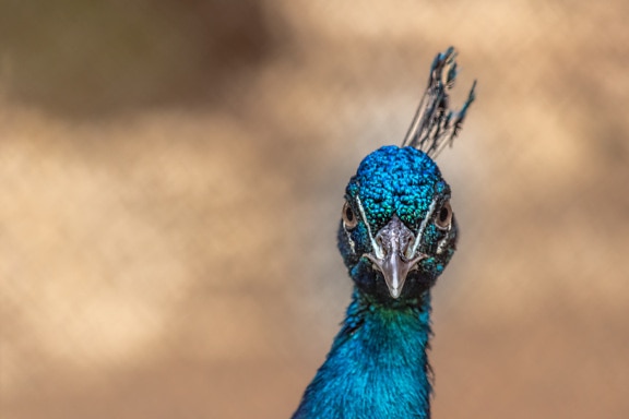 Close-up of beak of vibrant dark blue peafowl bird