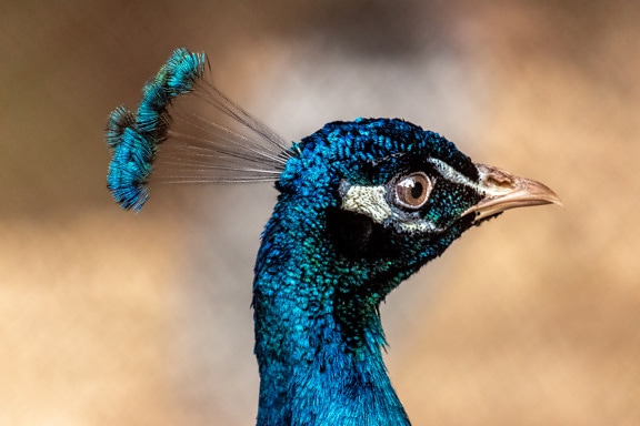 Burung merak biru tua yang cerah close-up kepala
