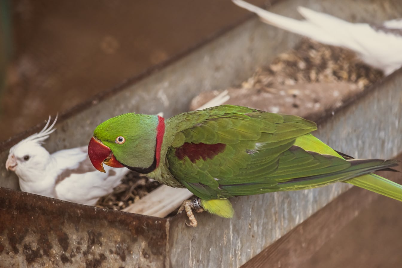 Alexandrinersittich (Psittacula eupatria) Vogel grünlich-gelber Papagei