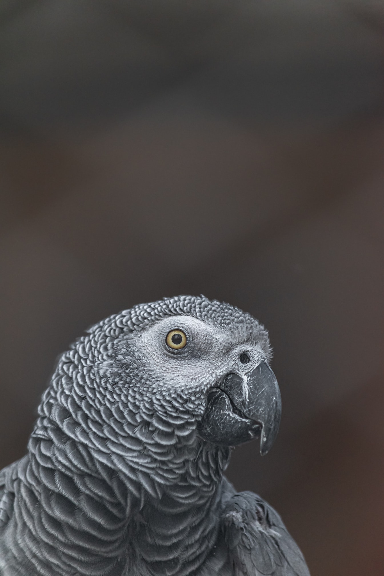 Papagaio cinzento africano (Psittacus erithacus) pássaro close-up da cabeça e do bico
