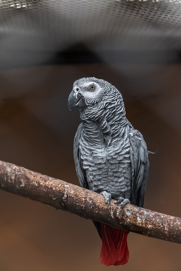 African grey parrot (Psittacus erithacus) bird sitting on branchlet in cage