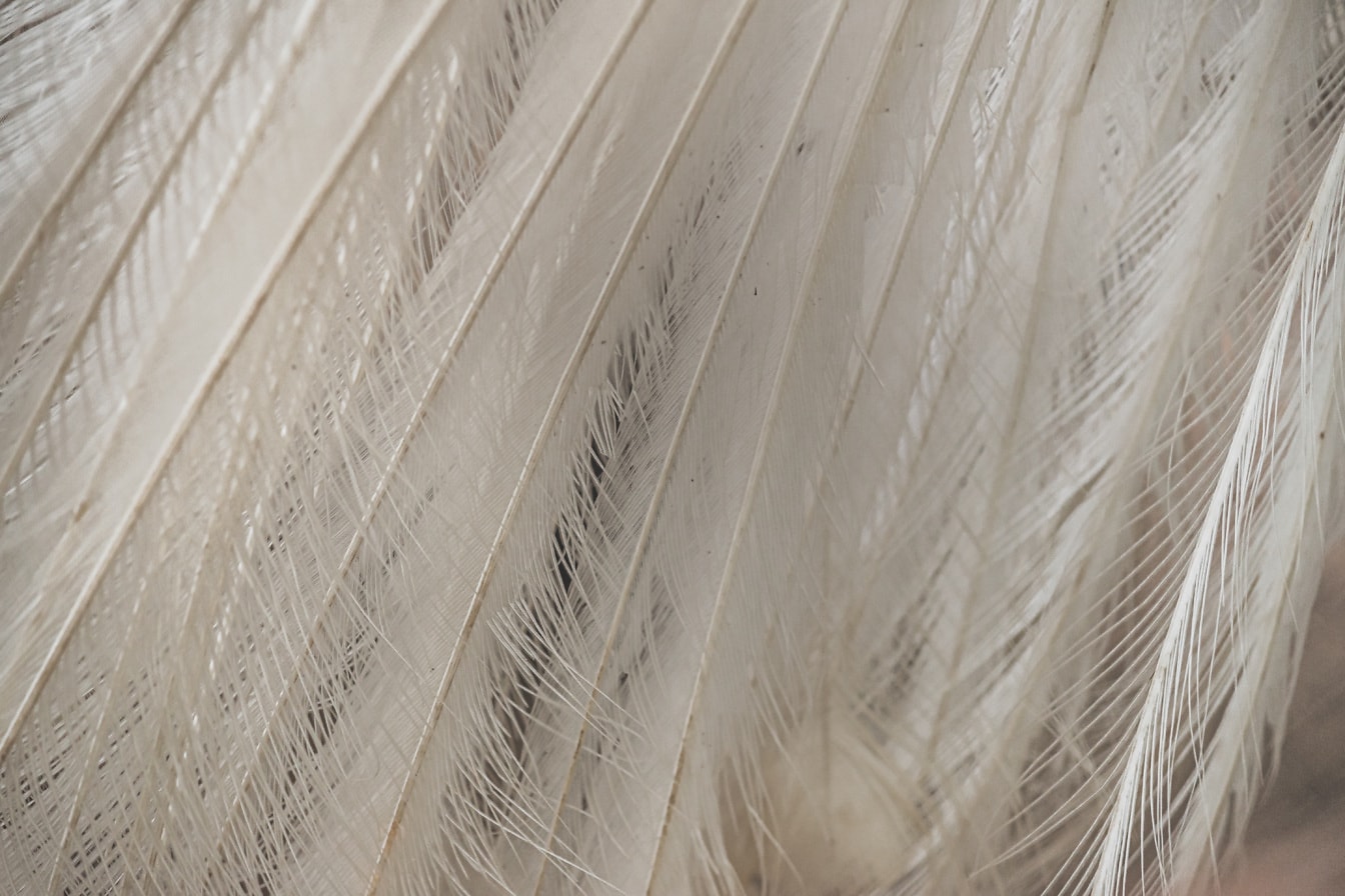 การถ่ายภาพระยะใกล้ของพื้นผิวขนนกสีขาว