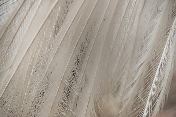 Nahaufnahme der Textur weißer Federn