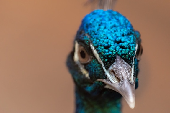 Macro photography of beak of vibrant peafowl bird