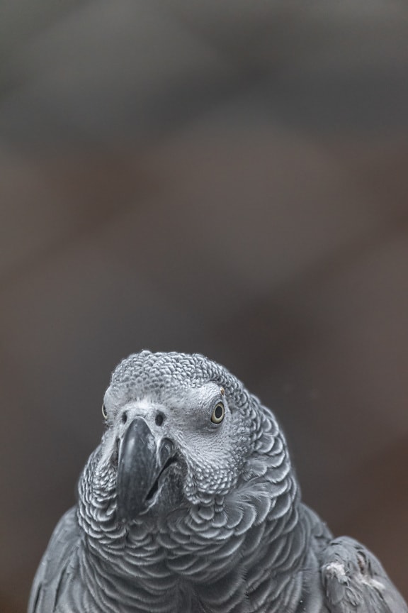 Close-up of head and beak of Congo grey African parrot (Psittacus erithacus)