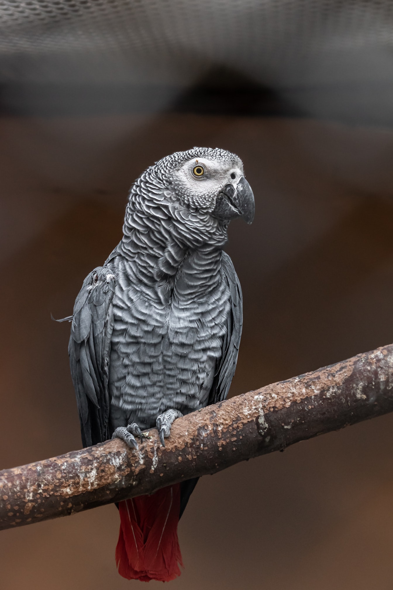 Congo grijze Afrikaanse papegaai (Psittacus erithacus) vogel