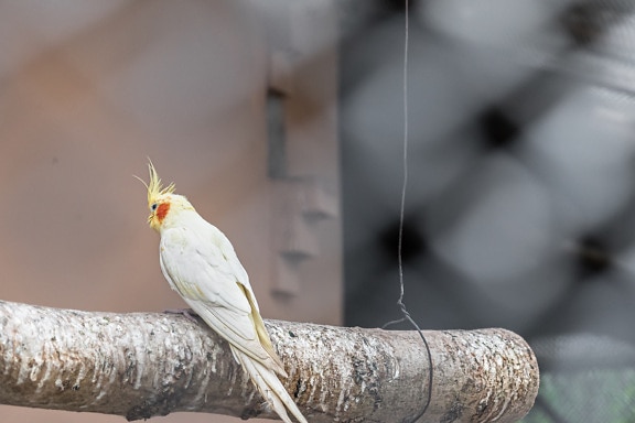 明亮的淡黄色玄凤鹦鹉 (Nymphicus hollandicus) 在干燥的树枝上