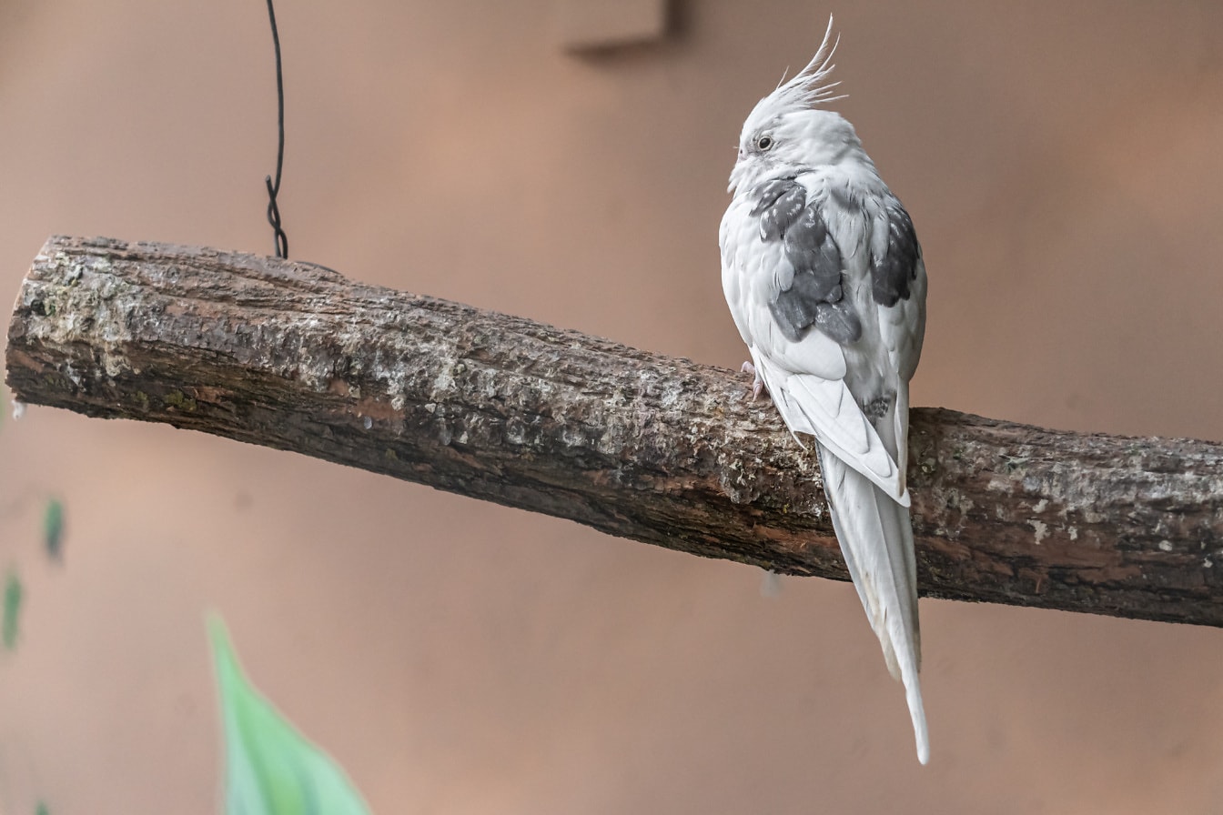Pappagallo bianco e grigio del cacatua (Nymphicus hollandicus) uccello che si siede sul ramo
