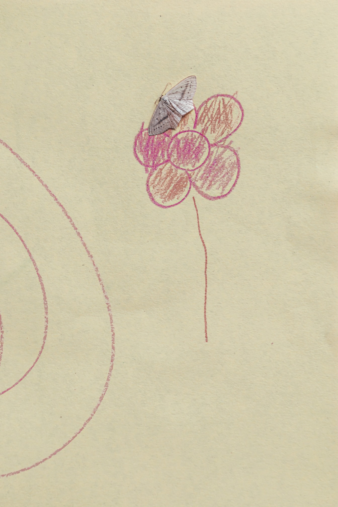 Kleiner weißer Schmetterling auf Papier mit Zeichnung einer rosafarbenen Blume