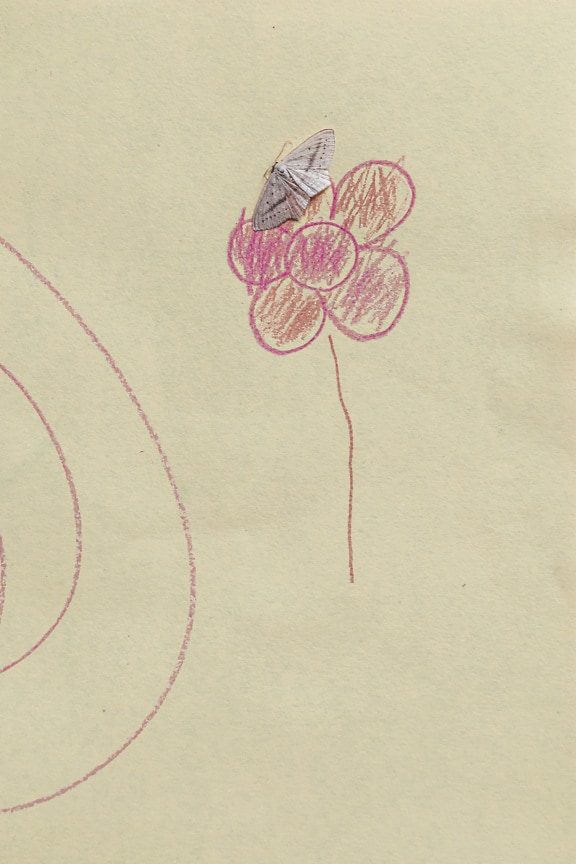 Small white butterfly on paper with drawing of pinkish flower