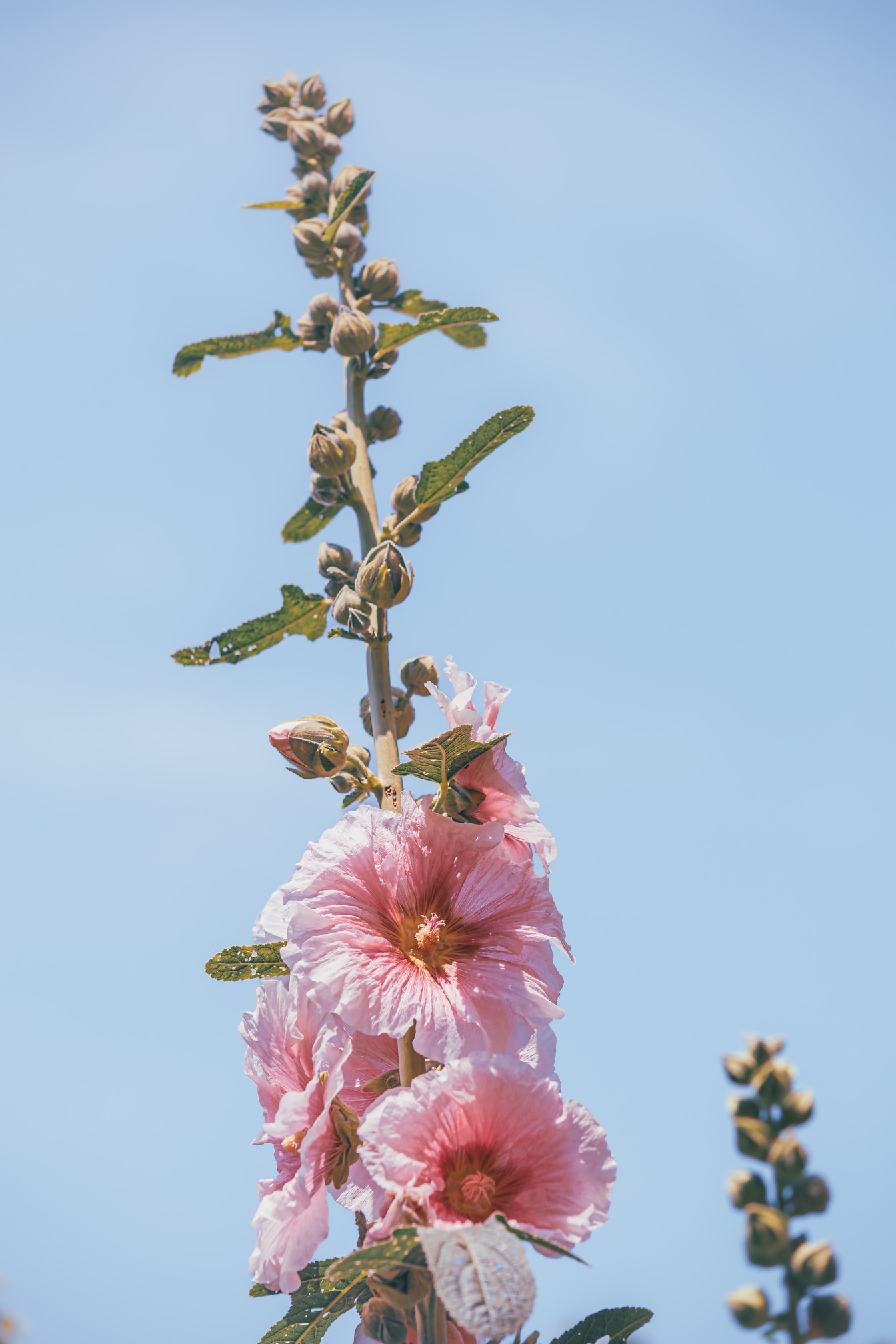 Leuchtend rosafarbene Blütenblätter von Stockrosenblüten (Alcea rosea) mit blauem Himmel als Hintergrund